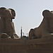 Karnak_temple_sphinxes3