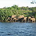 Elephants1