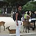Nara_park_deer2