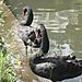 Black_swans