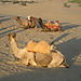 Camels_resting
