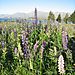 Mountain_lupins
