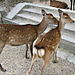 Nara_park_deer1