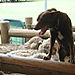 Rusty_the_sheepdog