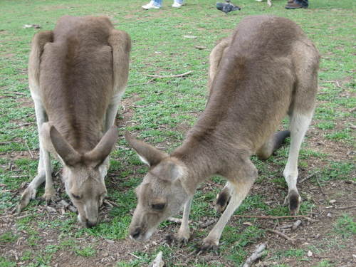 2_kangaroos