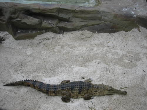 Crocodile