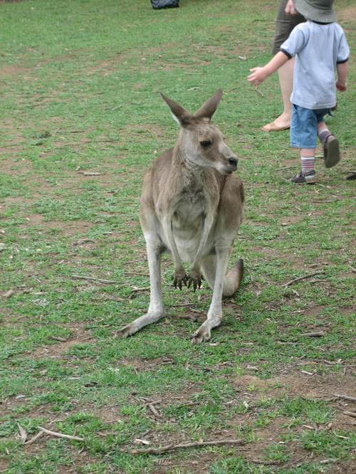 Kangaroo1