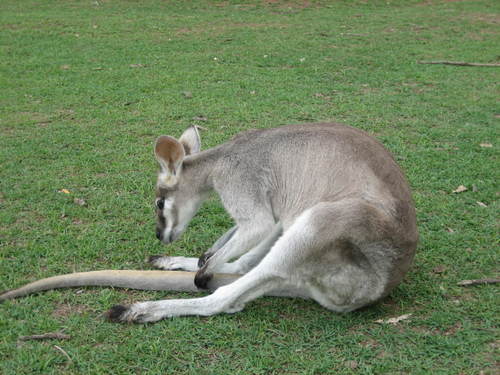 Kangaroo2