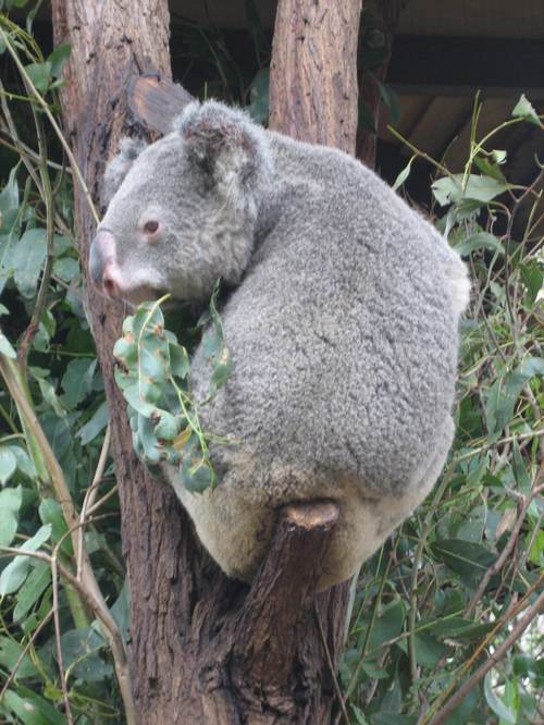 Koala1