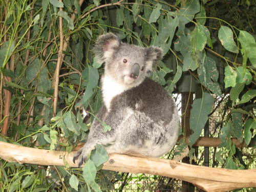 Koala2