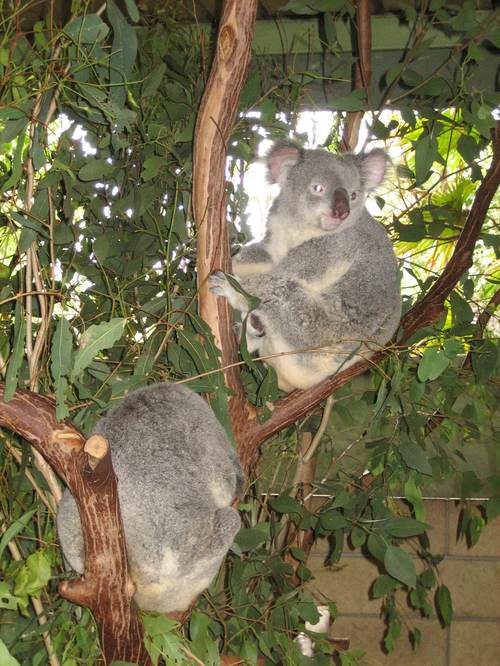 Koalas