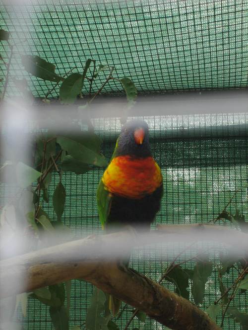 Lorikeet