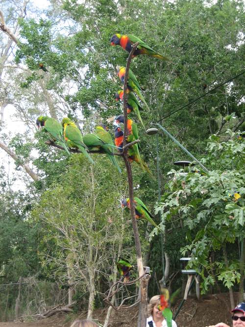 Lorikeets