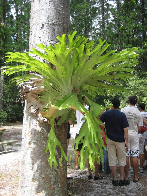 Elkhorn_fern