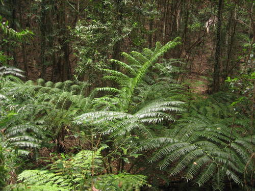 Prehistoric_fern