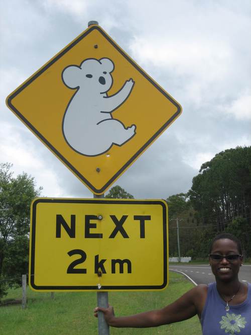 Koala_crossing1