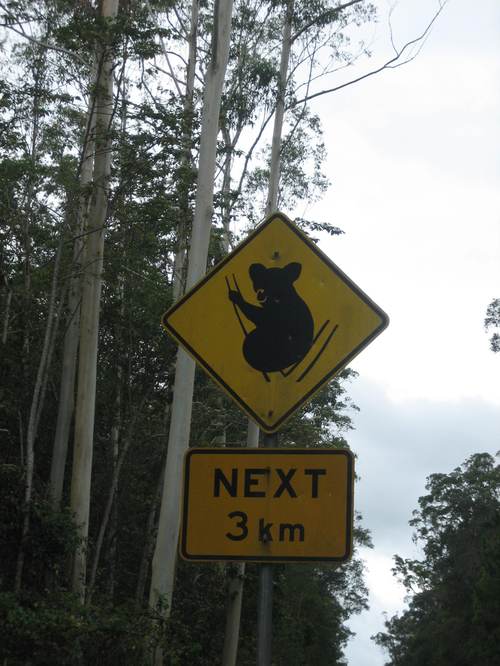 Koala_crossing2