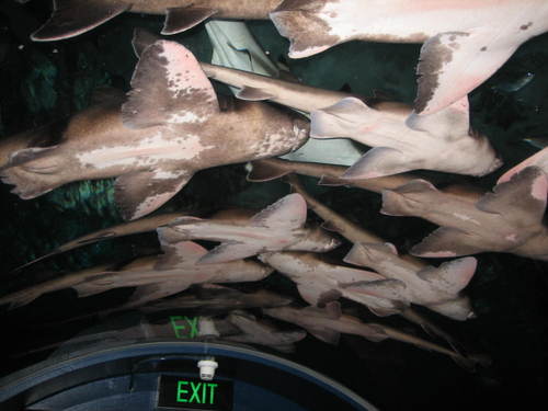 Sharks_resting