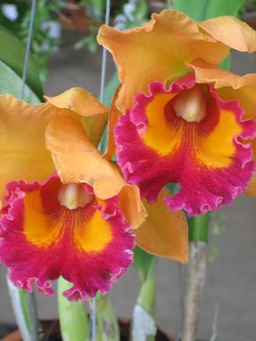 Orchid_farm1