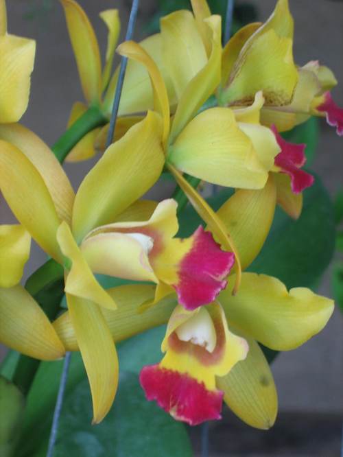 Orchids2