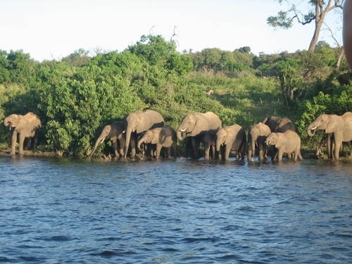 Elephants1