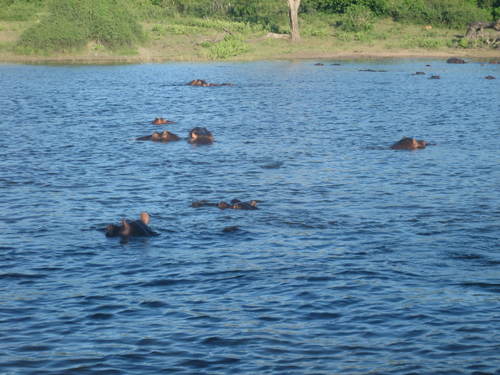 Hippo_family