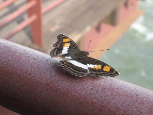 Colorful_moth