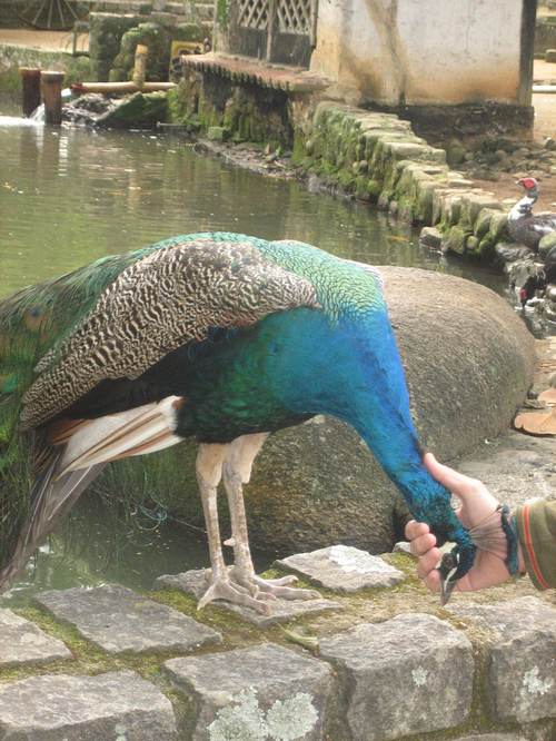 Peacock