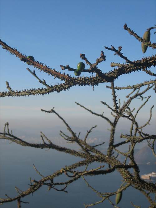 Tree_on_mountain