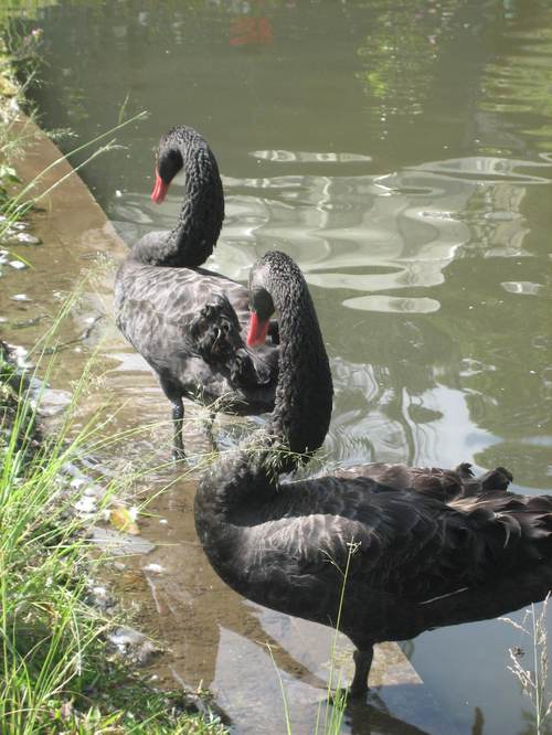 Black_swans