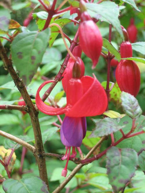 Fuschia