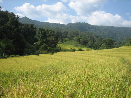 Karen_village_rice_field