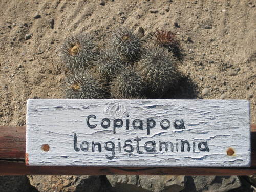 Funny_cactus