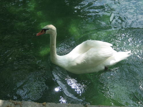 Swan