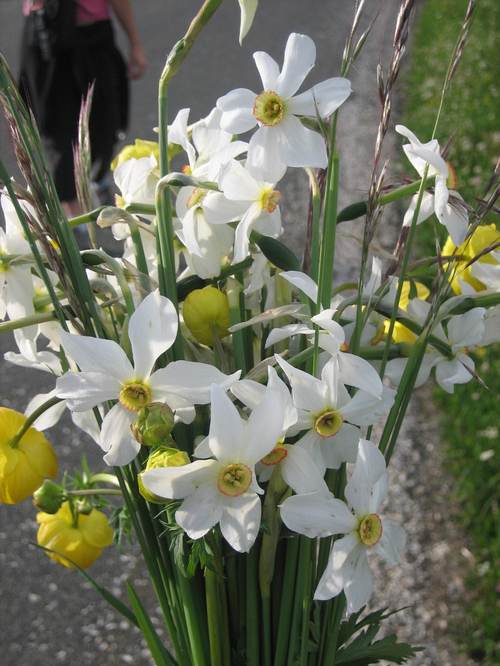 Wildflowers