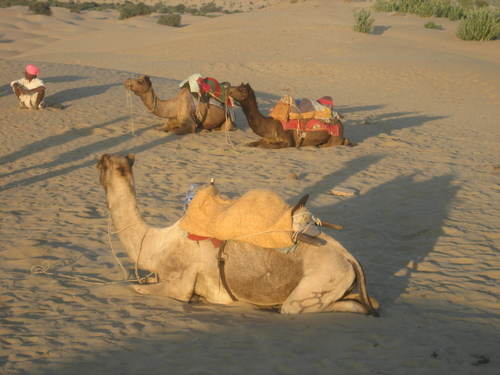 Camels_resting