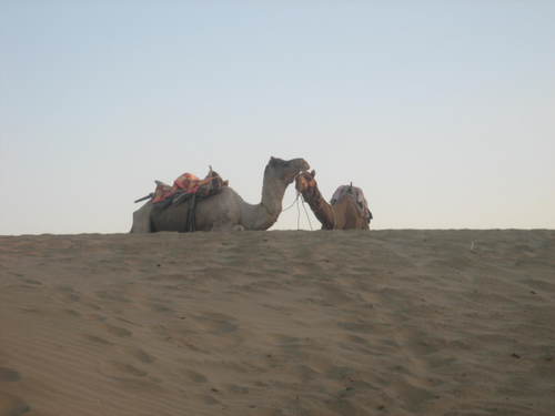 Kissing_camels