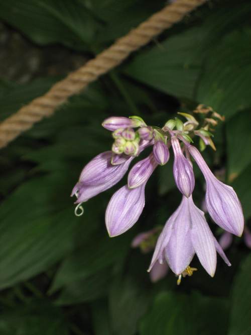 Ginkakuji_flower