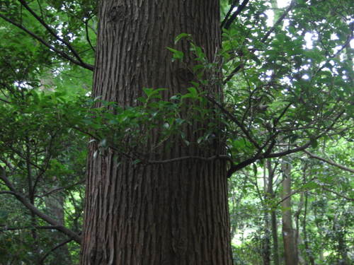 Ryoanji_garden1