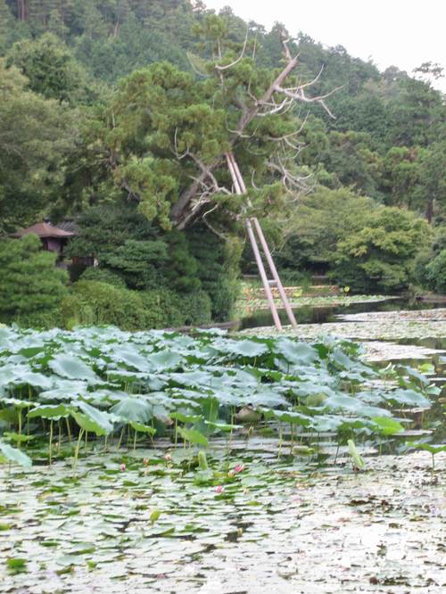 Ryoanji_garden2