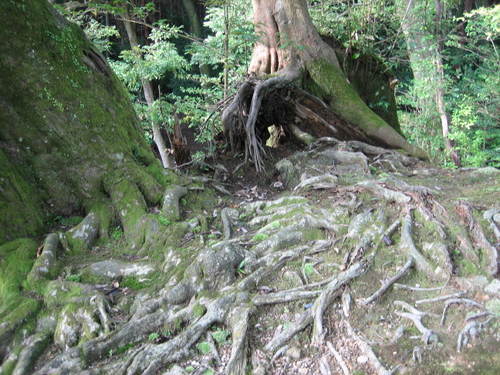 Tree_roots