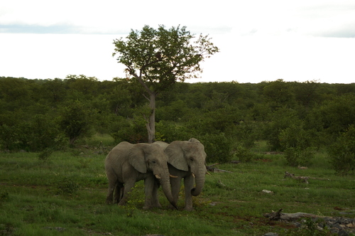 Elephants