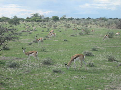 Springboks