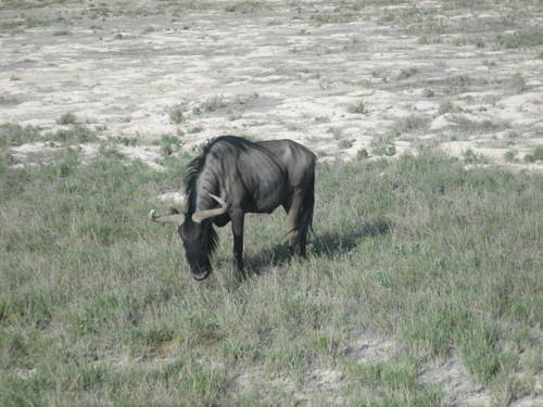 Wildebeest1