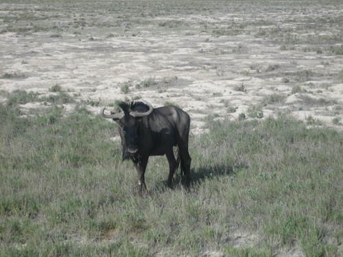 Wildebeest2