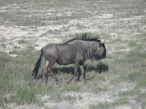 Wildebeest3