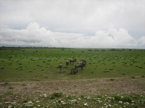 Wildebeest4