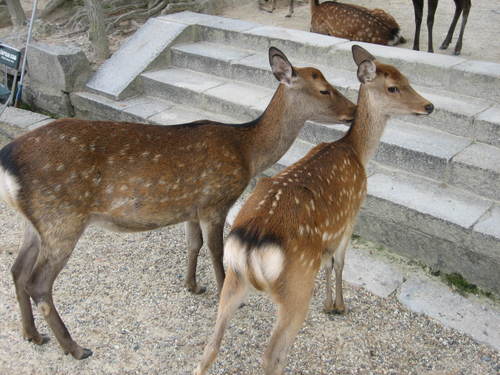 Nara_park_deer1