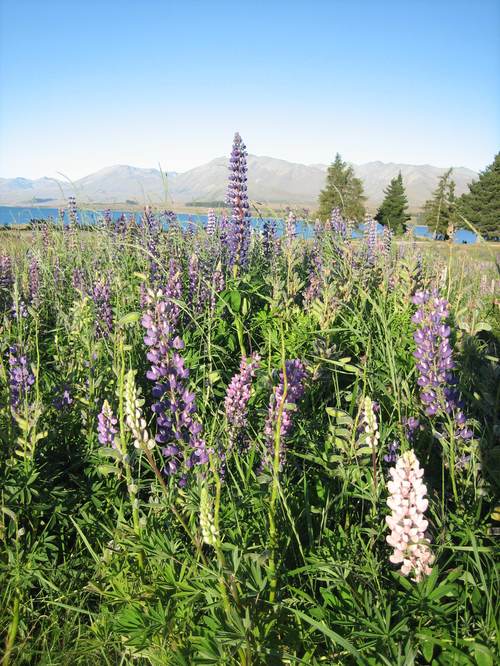 Mountain_lupins