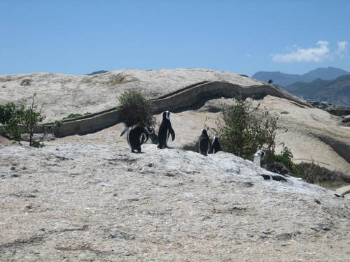 Penguins_at_boulders_beach